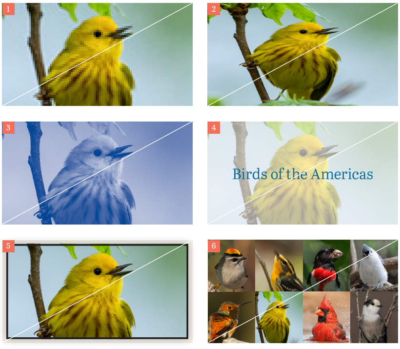 A screenshot from Audubon's style guide showing their photography best practices.
