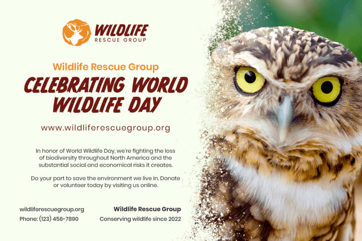 Create engaging nonprofit marketing postcards like Wildlife Rescue Group’s World Wildlife Day postcard with help from professional designers.