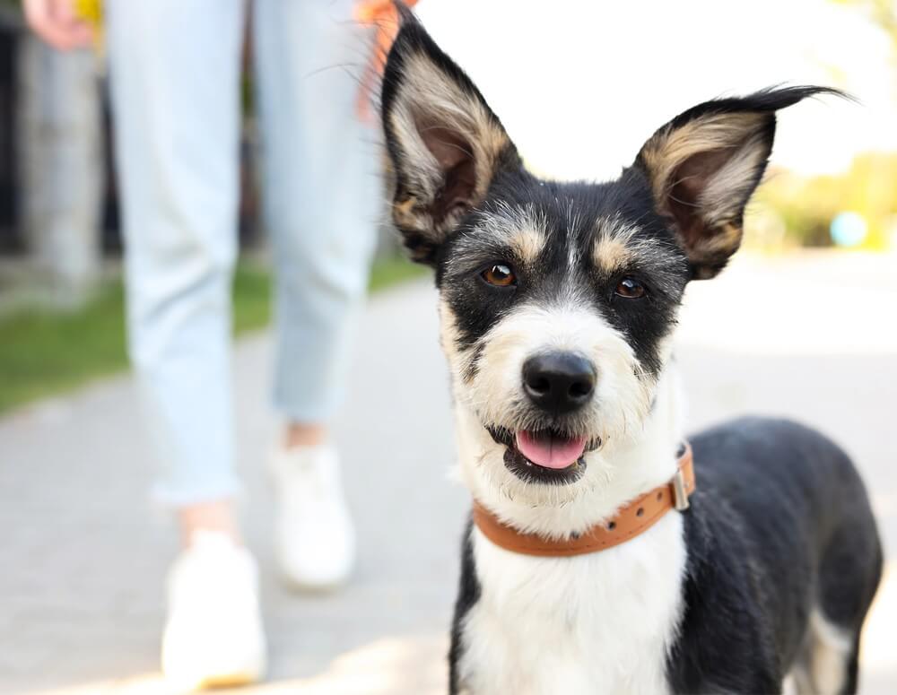 Google Ad Grants for animal nonprofits_Dog rescue